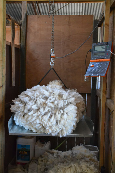 Fairview regularly conducts wool testing on all animals