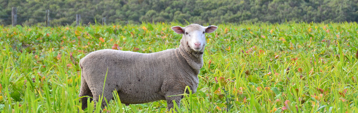 header-2 Specialising in grass fed Lamb | Bred and Raised at Yeo