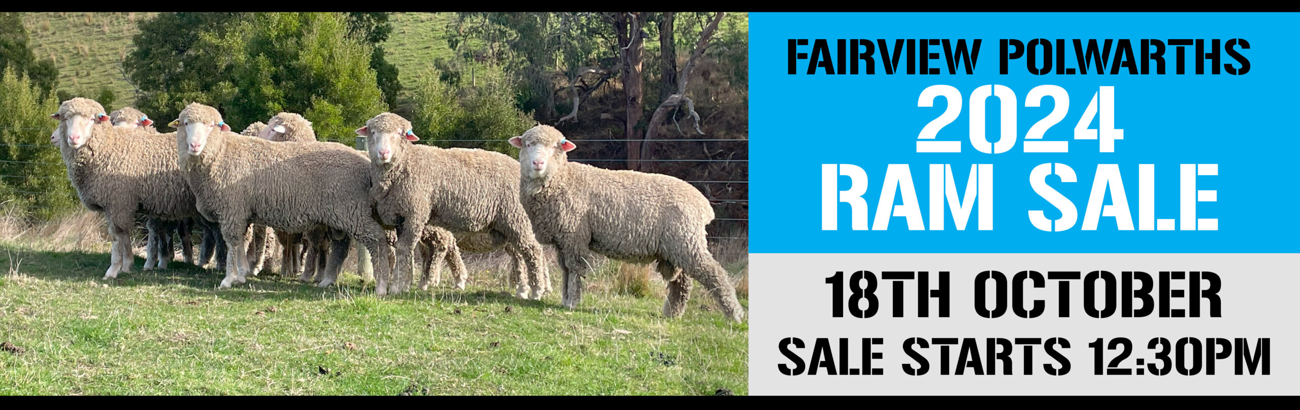 fairview-polwarths-26-rams
