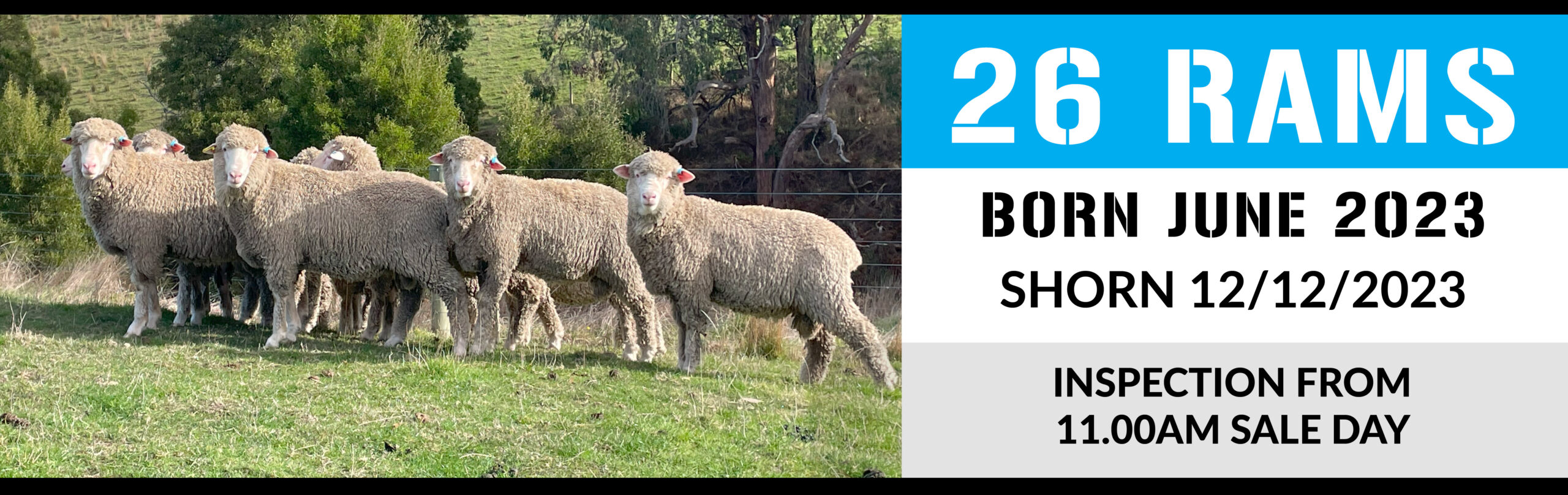 Header Photo - Sale2