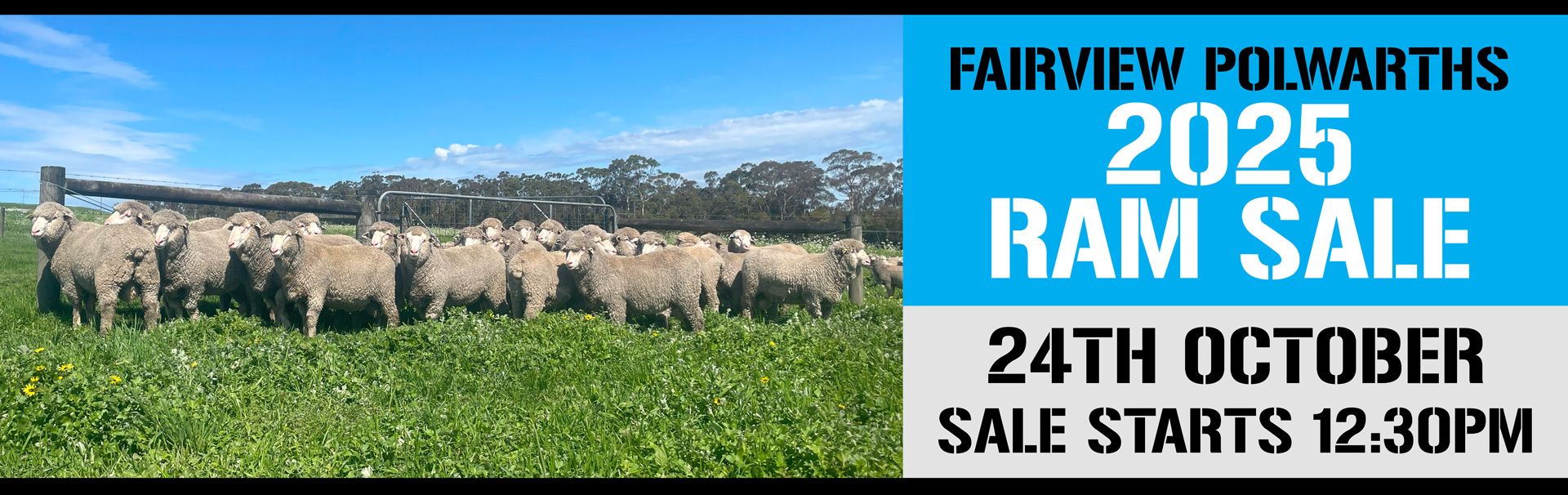 fairview-polwarths-26-rams