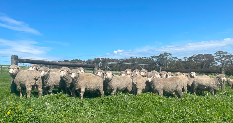 Sale-Rams-29Sept25 Sale-Rams-29Sept25